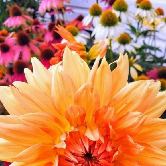 Meet your Posher, Casey - Picture 1 of 1